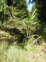 Deschampsia cespitosa