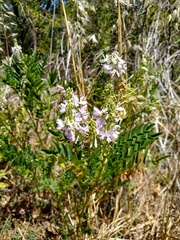 Galega officinalis