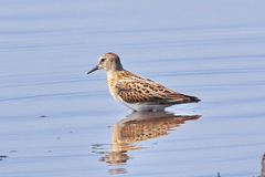 Calidris minuta