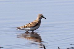 Calidris minuta
