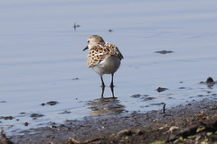 Calidris minuta