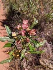 Dodonaea viscosa image