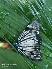 Cyclosia latipennis