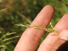 Deschampsia cespitosa