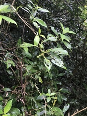 Mussaenda parviflora