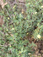 Santolina rosmarinifolia