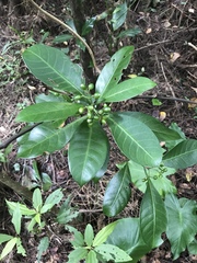Psychotria manillensis