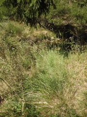 Deschampsia cespitosa