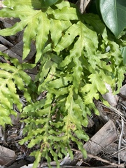Polypodioideae