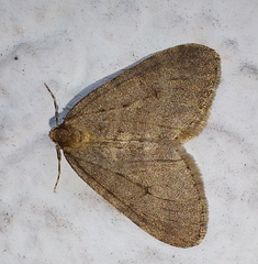 Operophtera