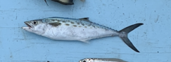Scomberomorus maculatus