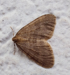 Operophtera