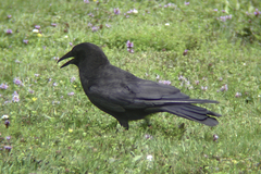 Corvus brachyrhynchos