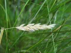 Anthoxanthum odoratum