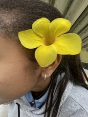 Allamanda cathartica