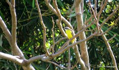 Myiozetetes granadensis