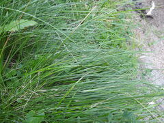 Anthoxanthum odoratum