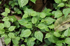 Peperomia foliiflora