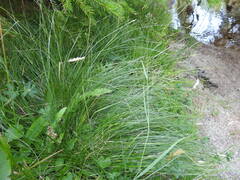 Anthoxanthum odoratum