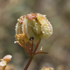 Cachrys pungens
