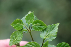 Peperomia foliiflora
