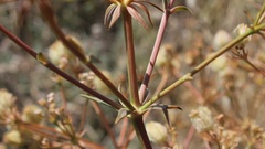 Cachrys pungens
