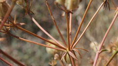 Cachrys pungens