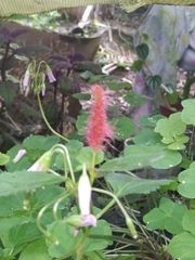 Stachytarpheta jamaicensis