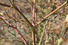 Cachrys pungens