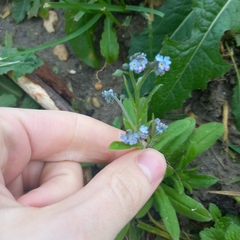 Myosotis arvensis
