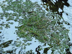 Callitriche hamulata