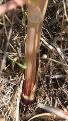 Cachrys pungens