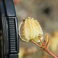 Cachrys pungens