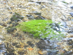 Callitriche hamulata