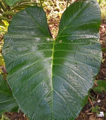 Xanthosoma sagittifolium