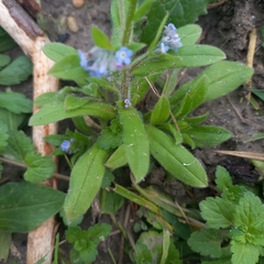 Myosotis arvensis