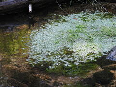 Callitriche hamulata