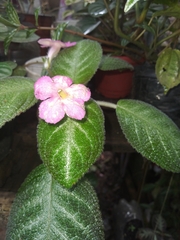 Episcia