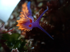 Flabellinopsis iodinea