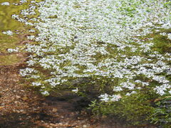 Callitriche hamulata