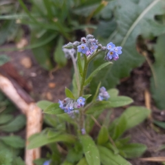Myosotis arvensis