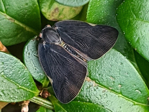 Brown Winged Plant Hopper