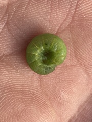 Phlogophora meticulosa