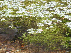 Callitriche hamulata