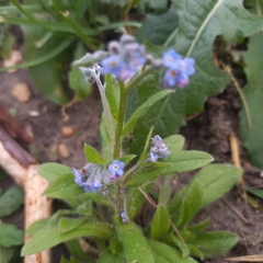 Myosotis arvensis