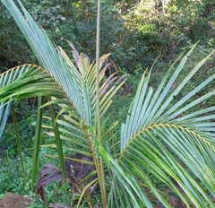 Dypsis lutescens
