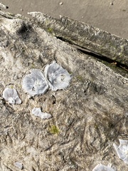 Amphibalanus improvisus