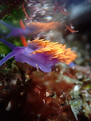 Flabellinopsis iodinea