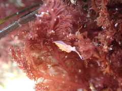 Austraeolis stearnsi