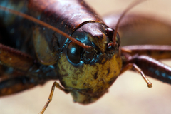 Tettigoniinae
